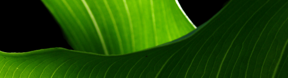 services_green-features_01