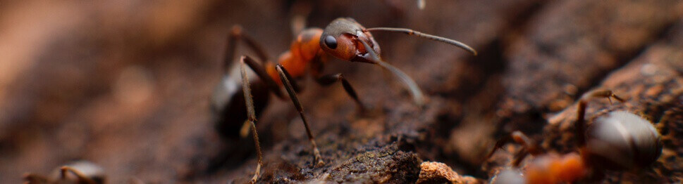 services_research_Insect-Control_01